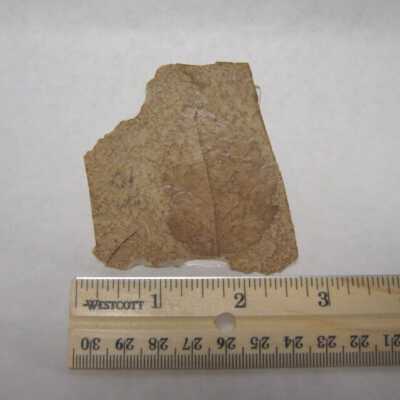 Leaf Fossil