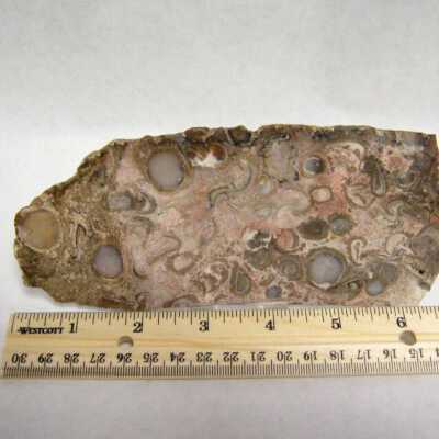 Petrifed Wood