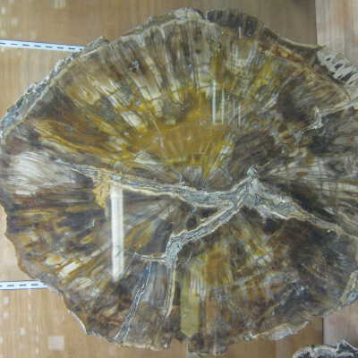 Wingnut (Walnut)