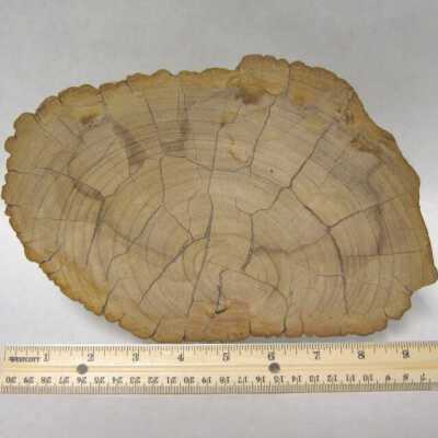 Limb Cast