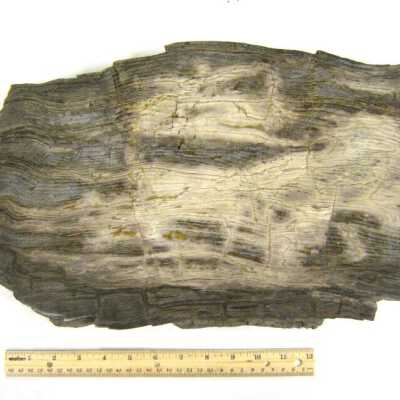 Limb Cast