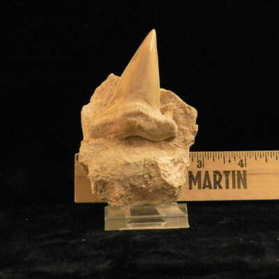 Mackerel Shark (tooth)