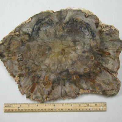Rhexoxylon (Seed Fern)