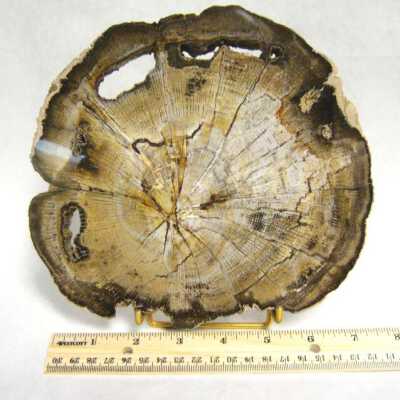Petrified Wood