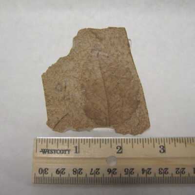 Leaf Fossil