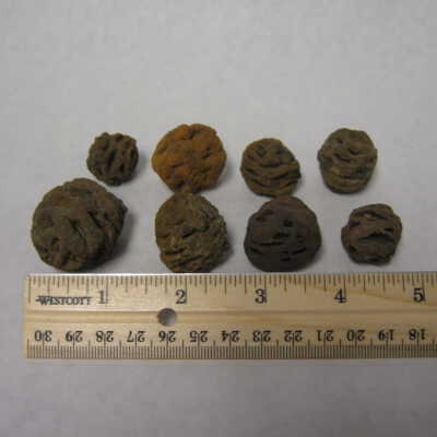 Coniferous Seed Cones