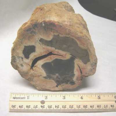 Limb Cast