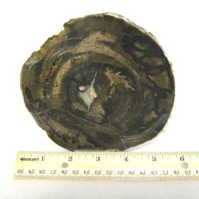 Petrified Wood