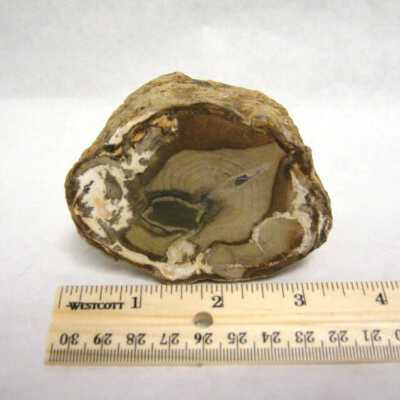 Petrified Wood