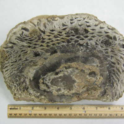 Fossil Cycad