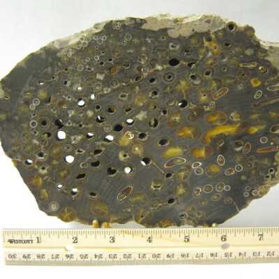 Limb Cast(shipworm)