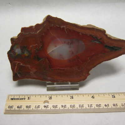 Petrified Wood