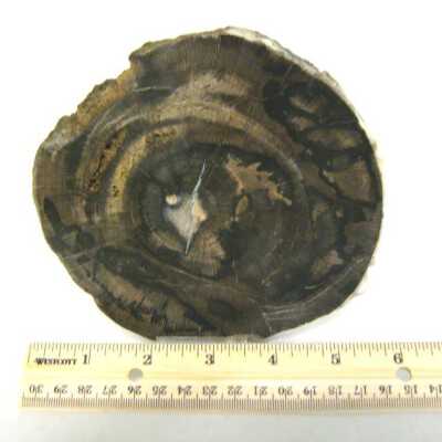 Petrified Wood