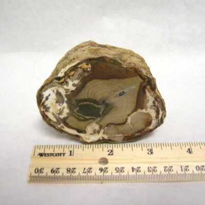 Petrified Wood