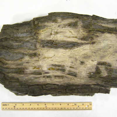 Sequoia
