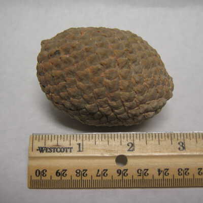 Aracaria Seed Cones
