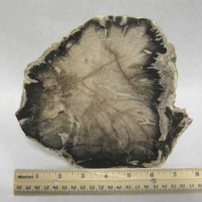 Limb Cast