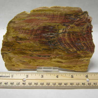 Sequoia "Board Cut"