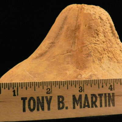 Sand Dollar (fossil)