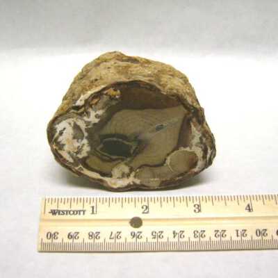 Petrified Wood