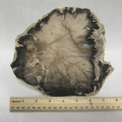 Limb Cast