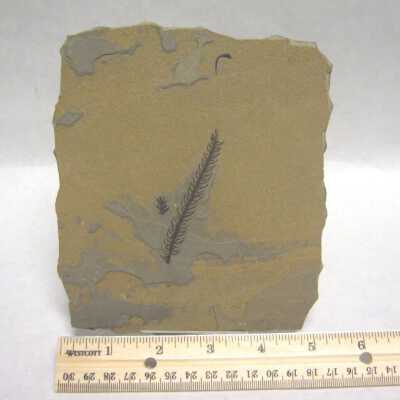 Fossil Leaf