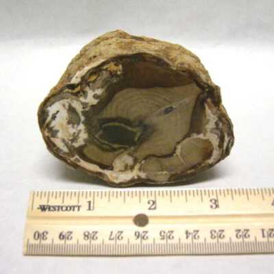 Petrified Wood