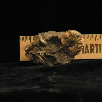 Ammonite