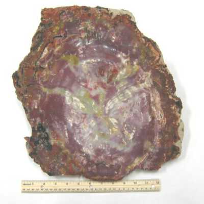 Limb Cast
