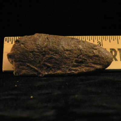 Spinosaurus (tooth)