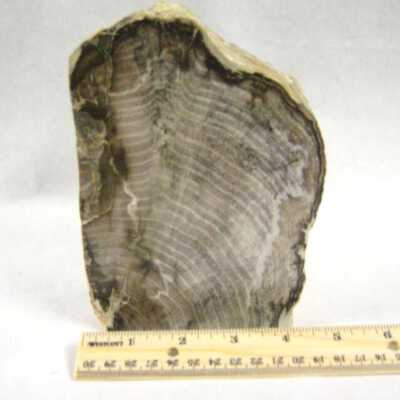 Petrified Wood