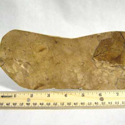 Fossil Leaves
