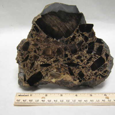 Petrified Wood