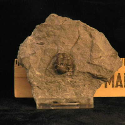 Trilobite