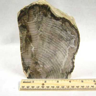 Petrified Wood