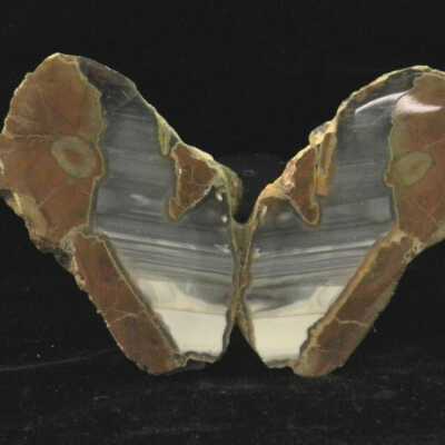 Thunderegg Butterfly