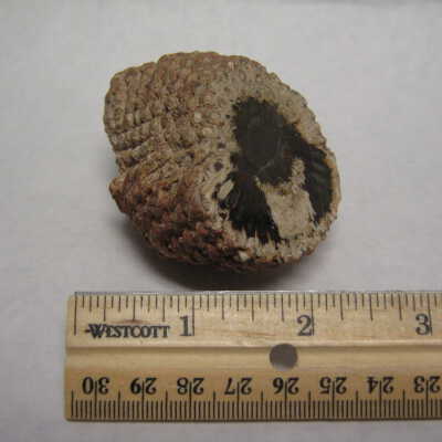 Aracaria Seed Cones