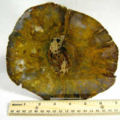 Petrified Wood