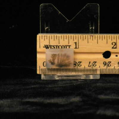 Dendritic Agate