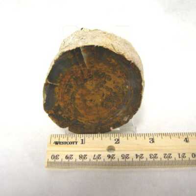 Limb Cast