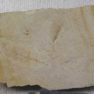 Dryophyllum (Leaf)