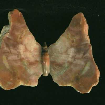 Petrified Wood Butterfly