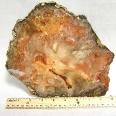 Petrified Wood