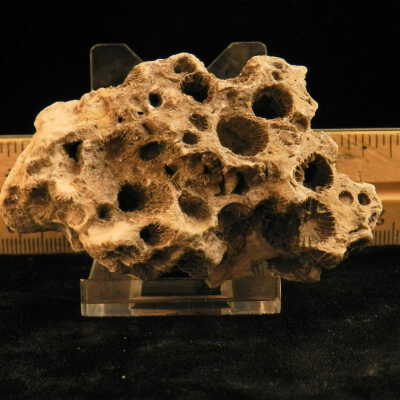 Sponge (fossil)
