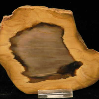 Petrified Wood