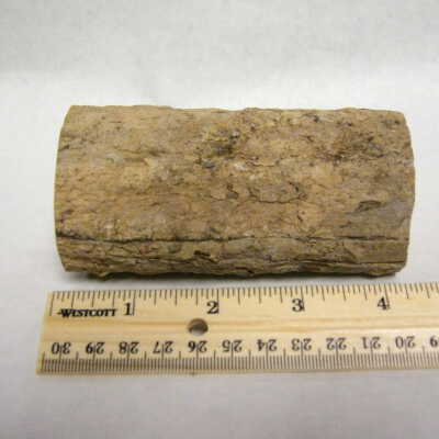 Basswood