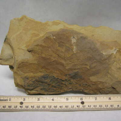 Pinnate Leaf Fossil