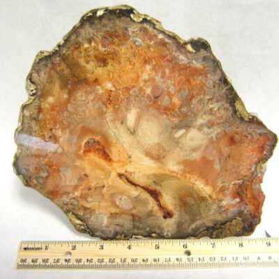 Petrified Wood