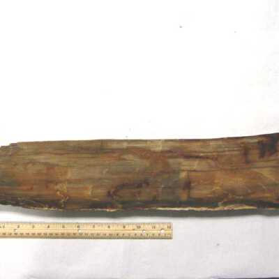 Limb Cast