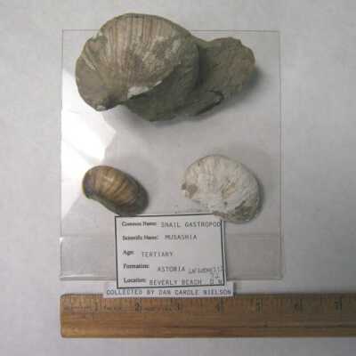 Musashia (Gastropod)